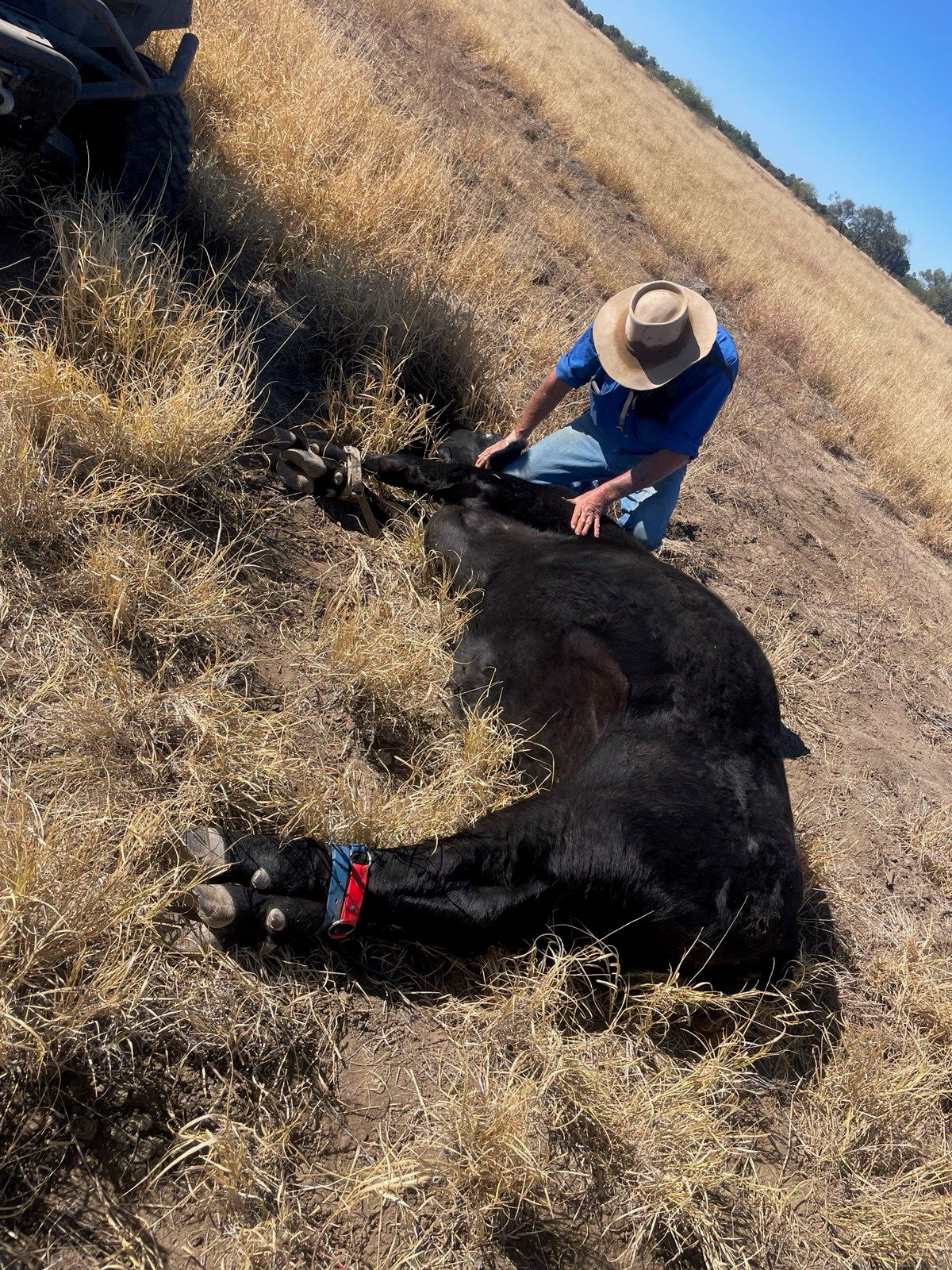 Buff Bulls