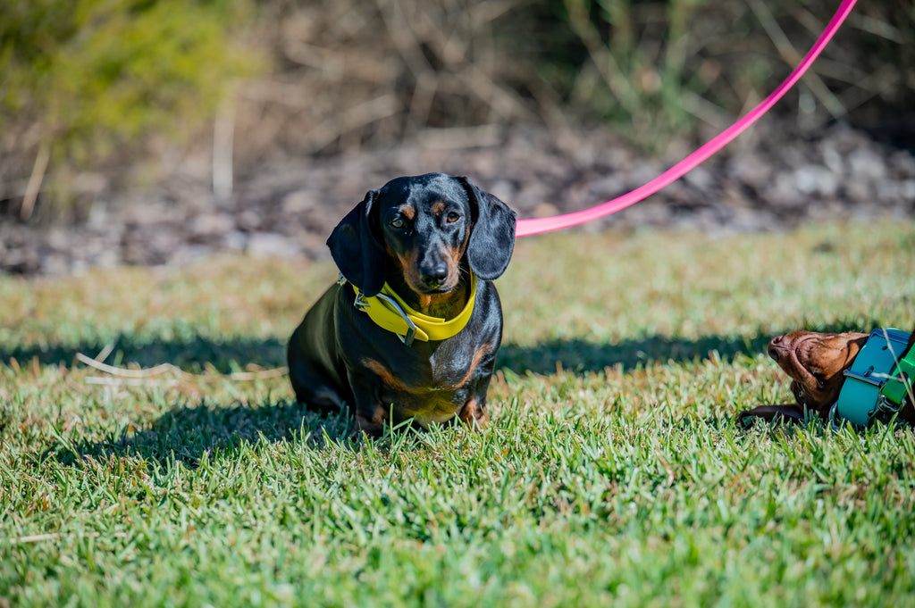 Pig Dog Collars (AKA Wide Collars)