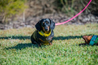Pig Dog Collars (AKA Wide Collars)
