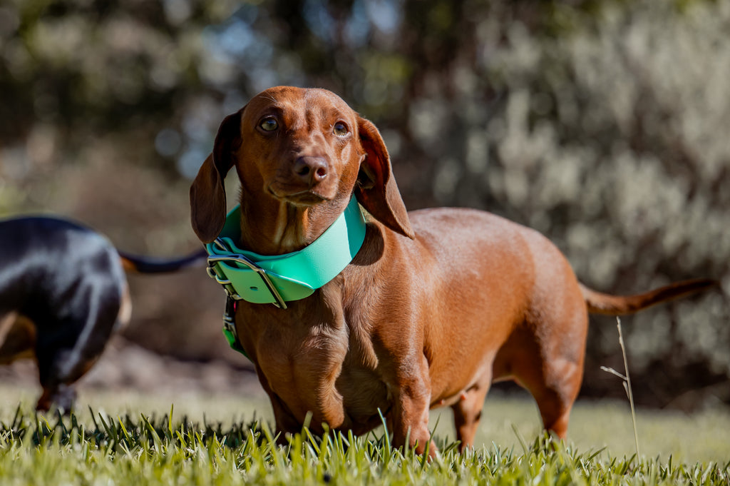 Pig Dog Collars (AKA Wide Collars)