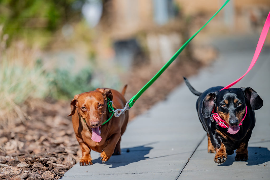 Dog Leads