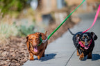Dog Leads