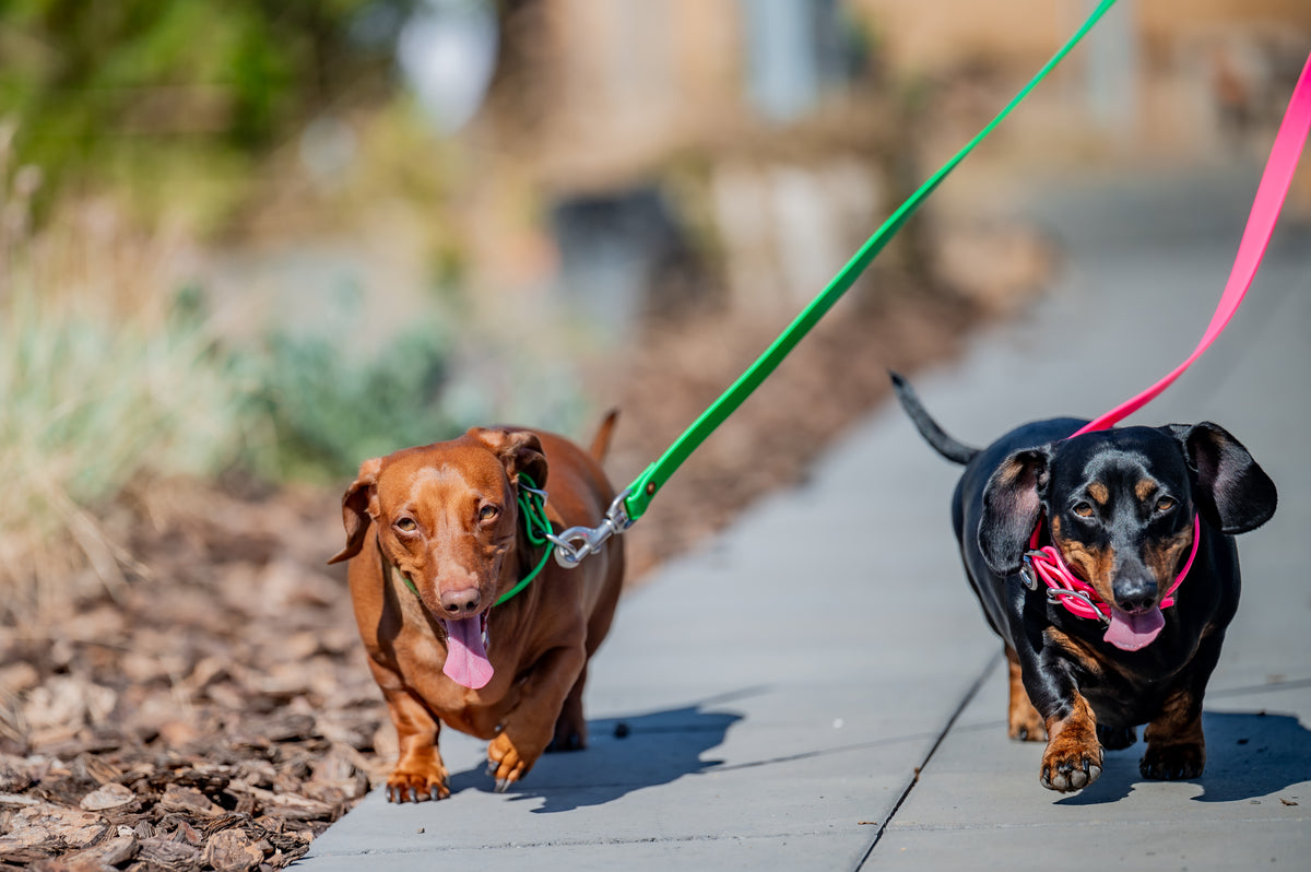 Dog Leads