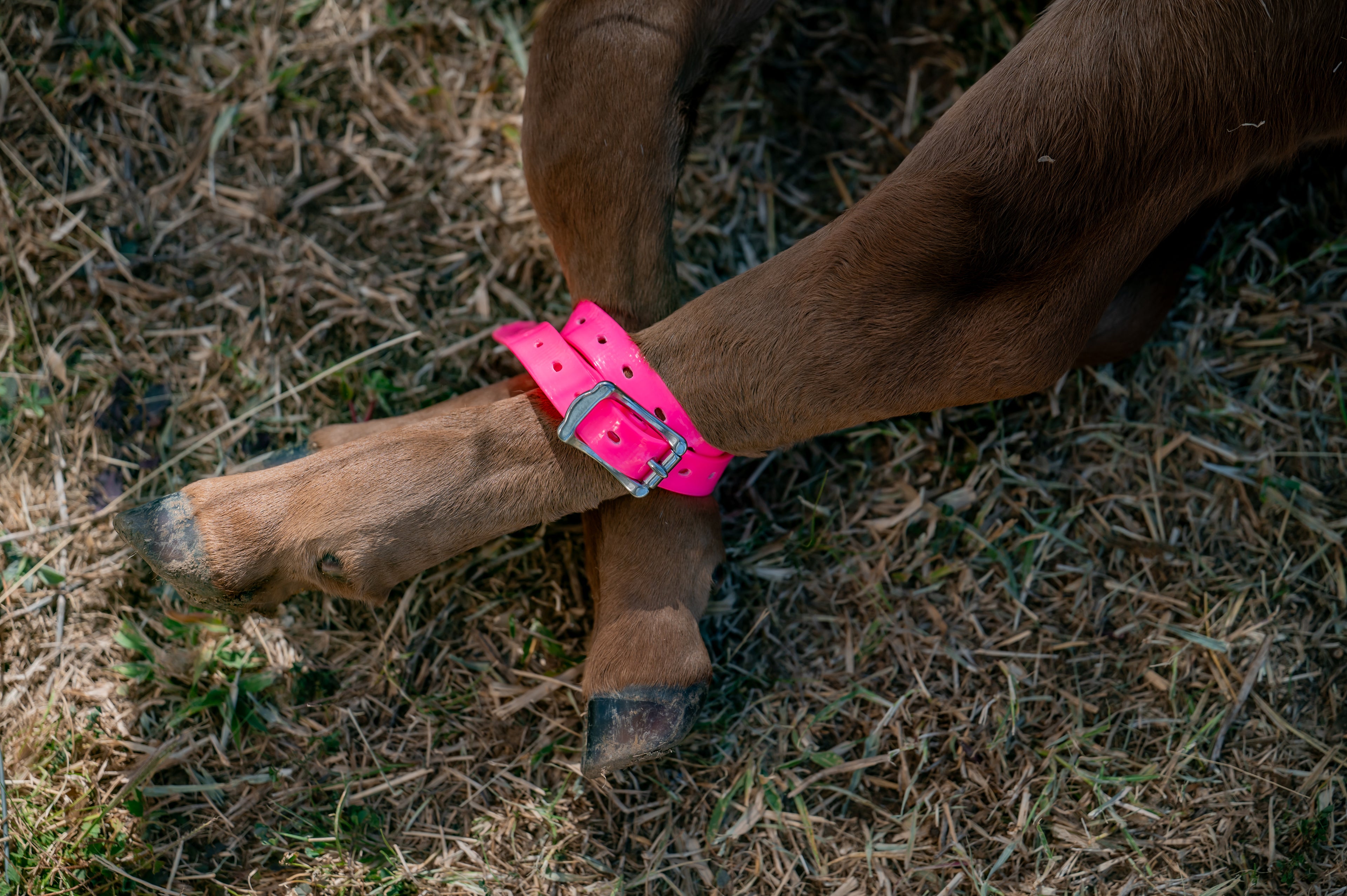 Calf & Goat Straps