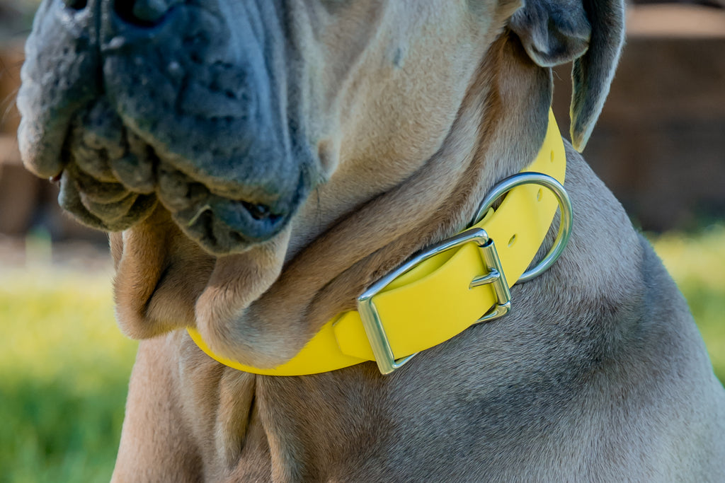 Pig Dog Collars (AKA Wide Collars)
