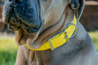 Pig Dog Collars (AKA Wide Collars)