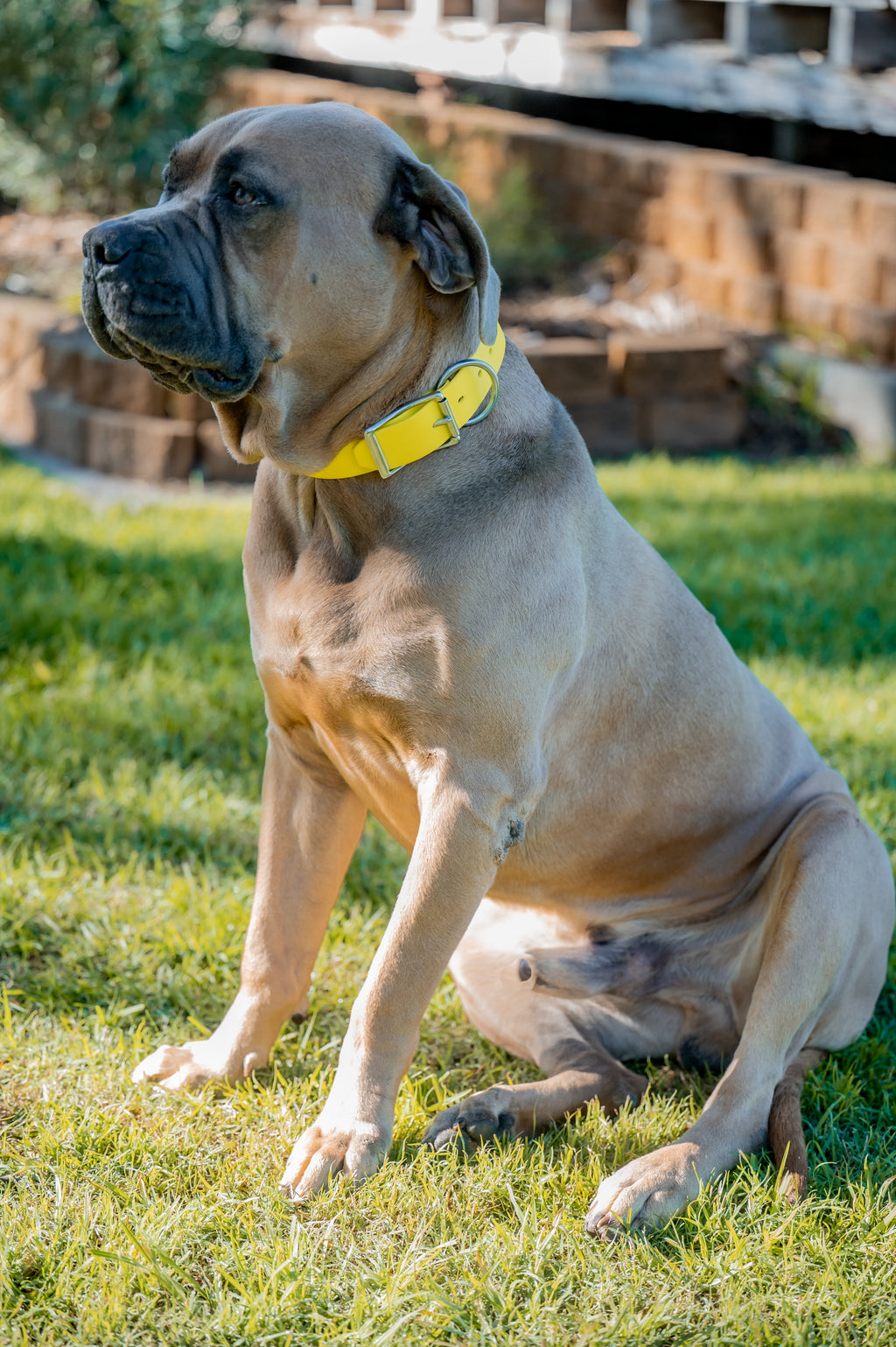 Pig Dog Collars (AKA Wide Collars)
