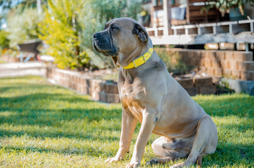 Pig Dog Collars (AKA Wide Collars)