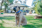 Pig Dog Collars (AKA Wide Collars)