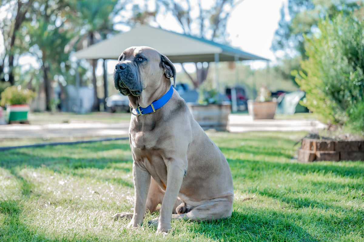 Pig Dog Collars (AKA Wide Collars)