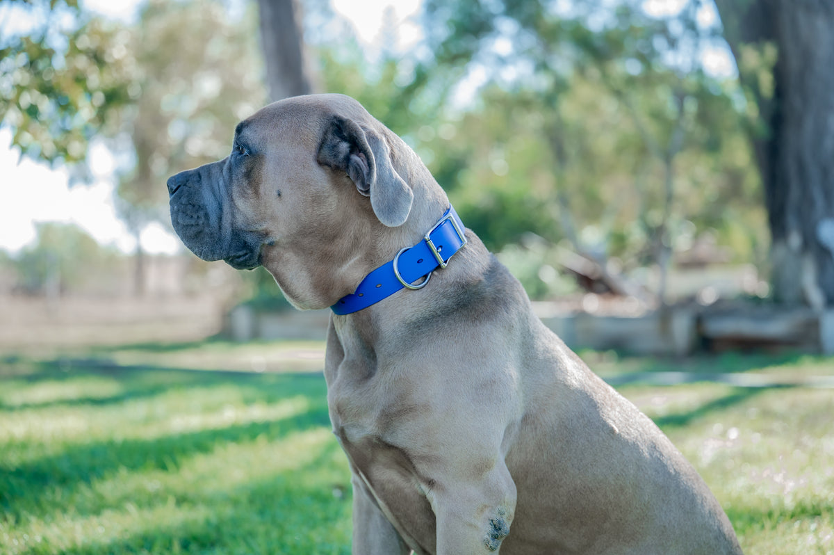 Pig Dog Collars (AKA Wide Collars)