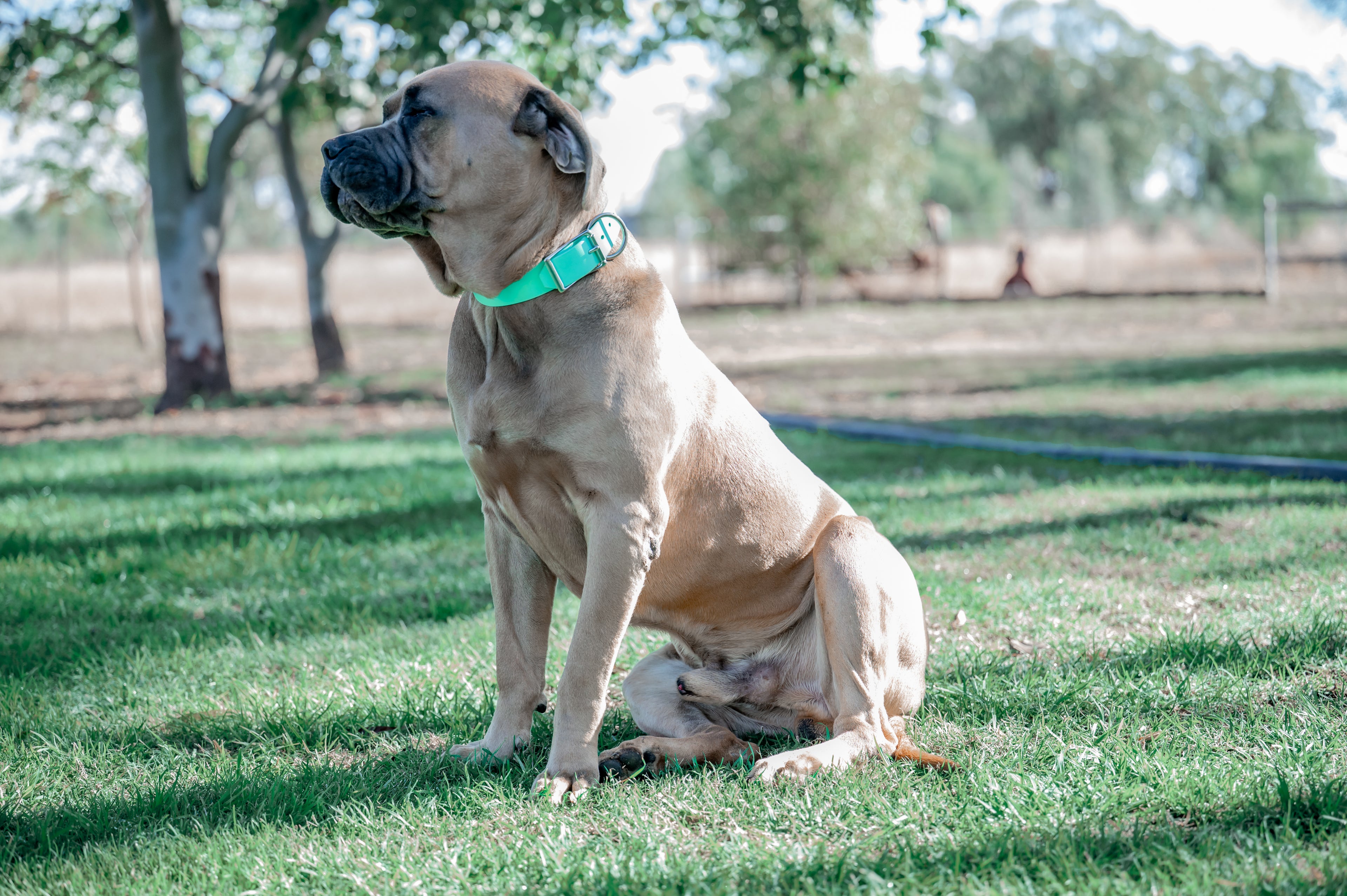 Pig Dog Collars (AKA Wide Collars)