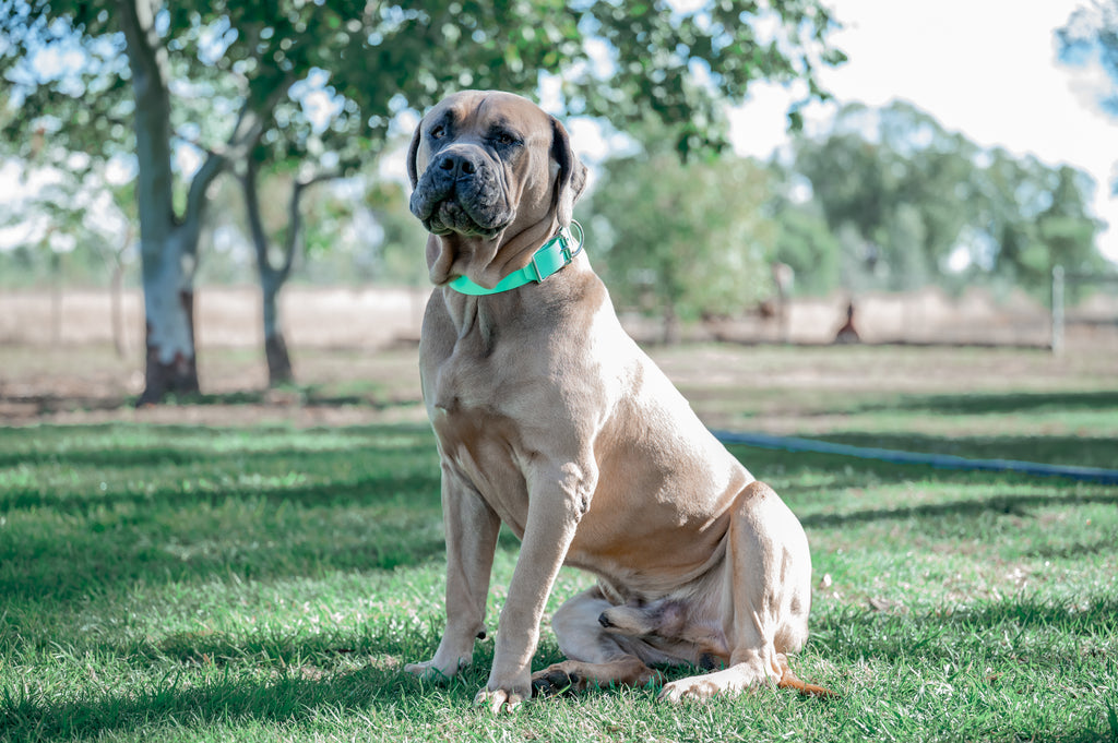 Pig Dog Collars (AKA Wide Collars)