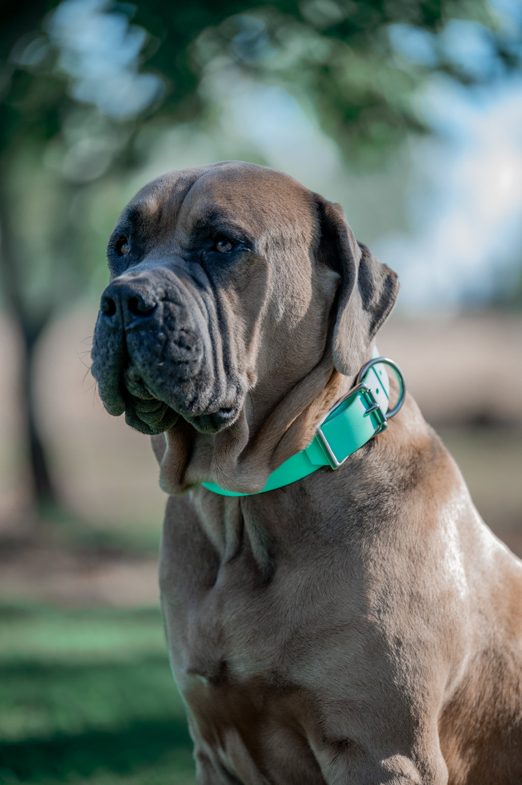 Pig Dog Collars (AKA Wide Collars)