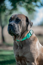 Pig Dog Collars (AKA Wide Collars)