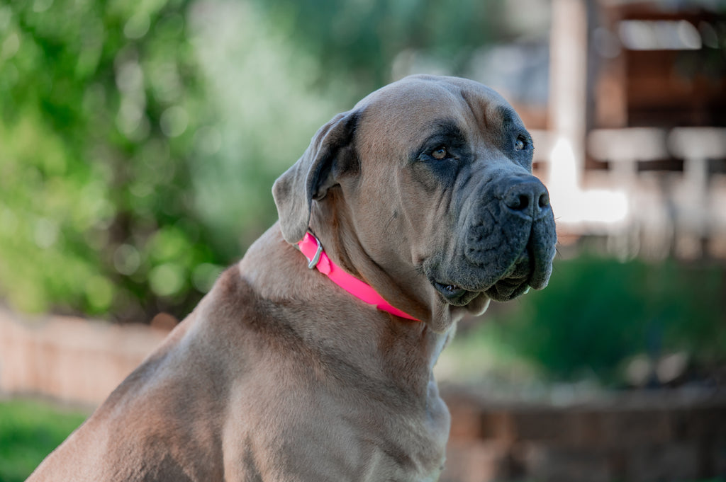 Large Dog Collars 62cm