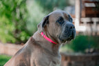 Large Dog Collars 62cm