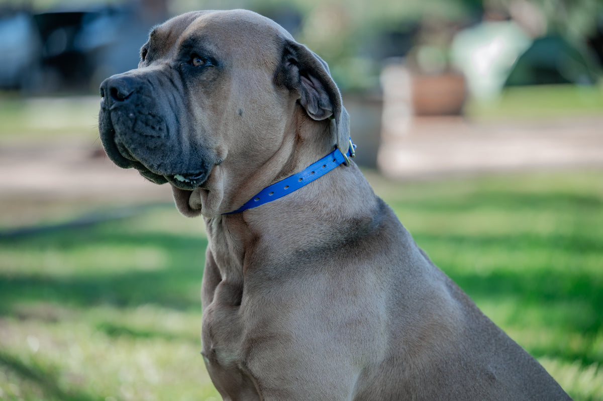 Large Dog Collars 62cm