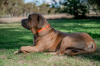 Large Dog Collars 62cm
