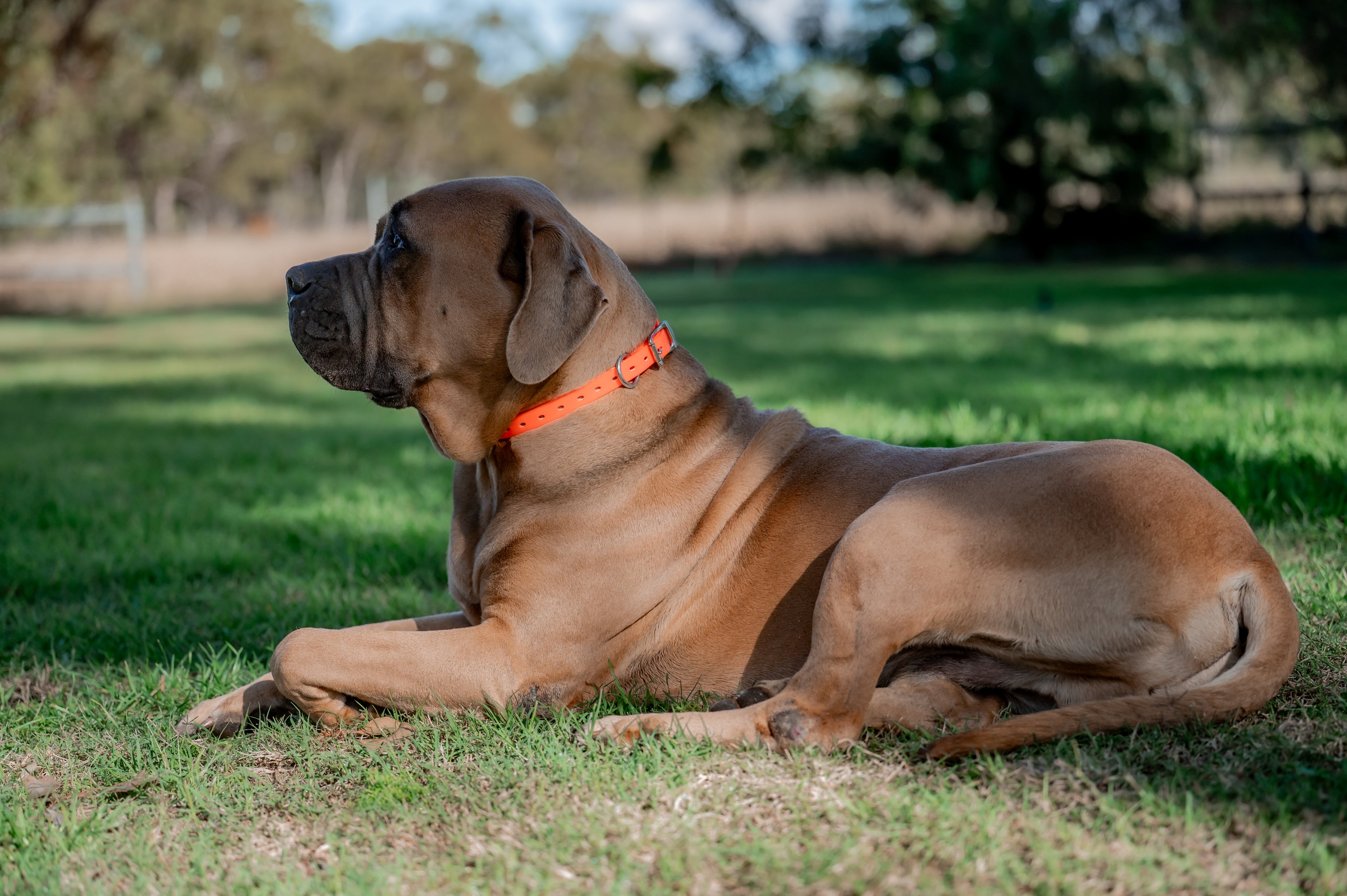 Large Dog Collars 62cm