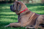 Large Dog Collars 62cm