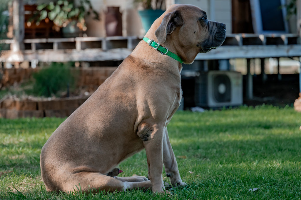 Large Dog Collars 62cm
