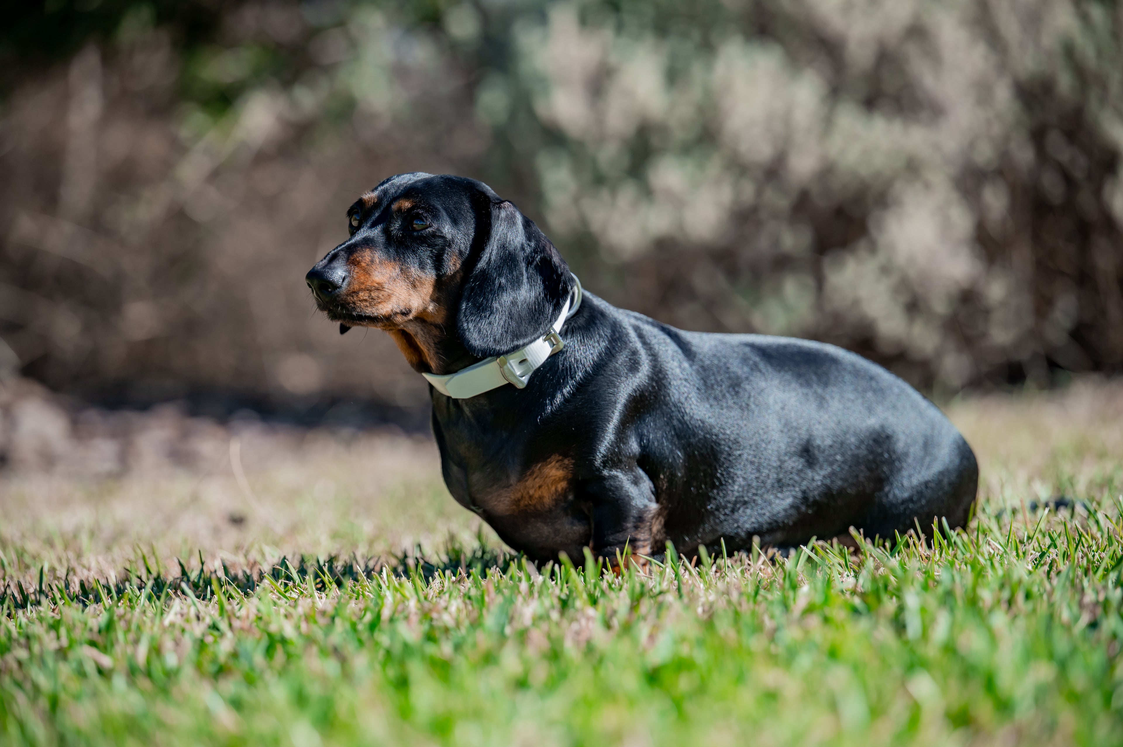 Small Dog Collars 38cm