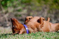 Small Dog Collars 38cm