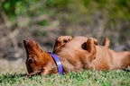 Small Dog Collars 38cm