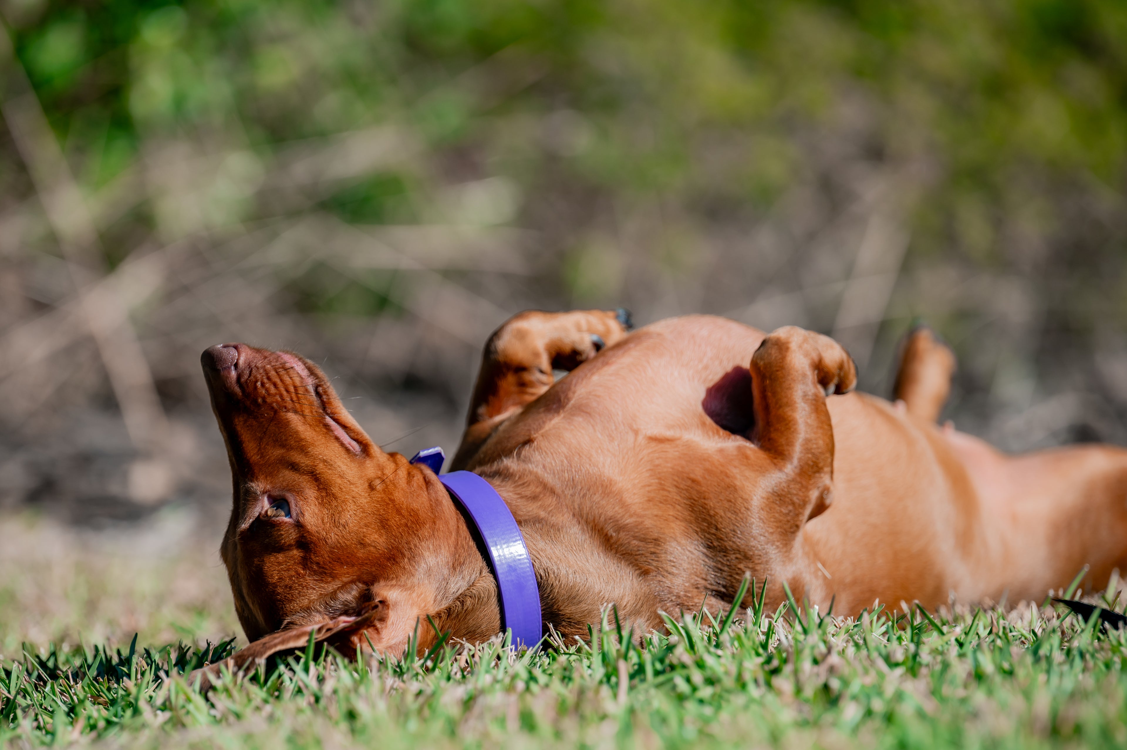 Small Dog Collars 38cm