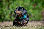Small Dog Collars 38cm