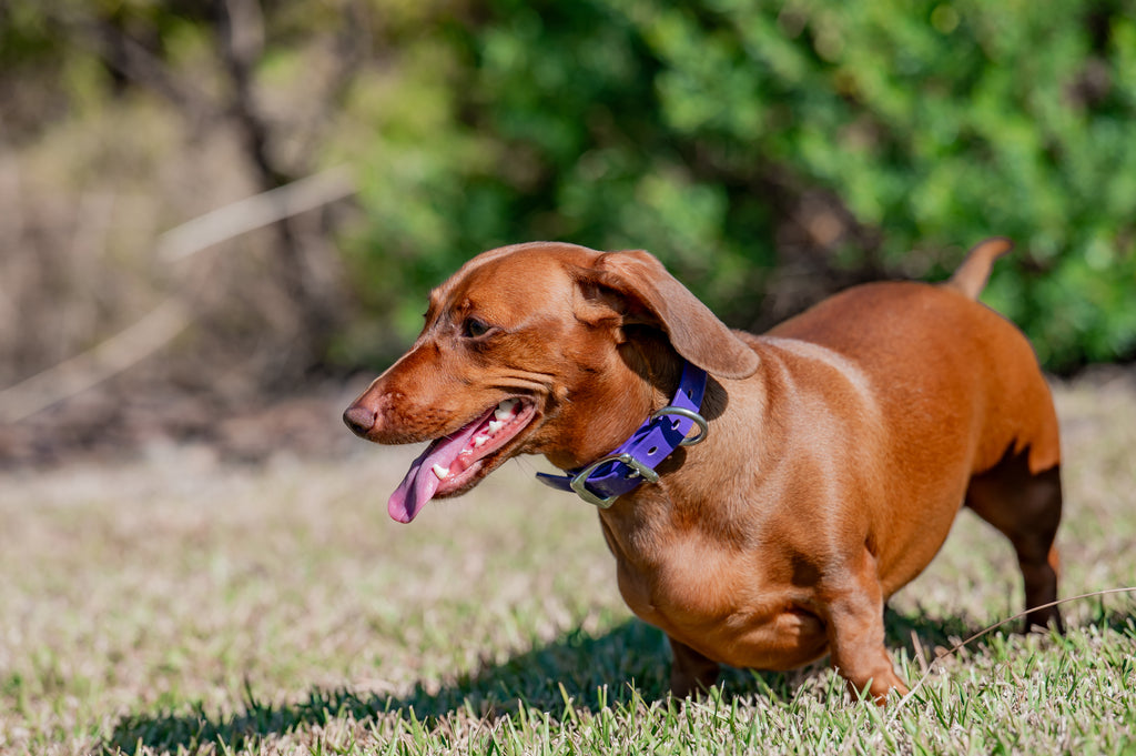 Small Dog Collars 38cm