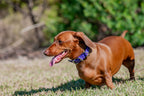 Small Dog Collars 38cm