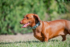 Small Dog Collars 38cm