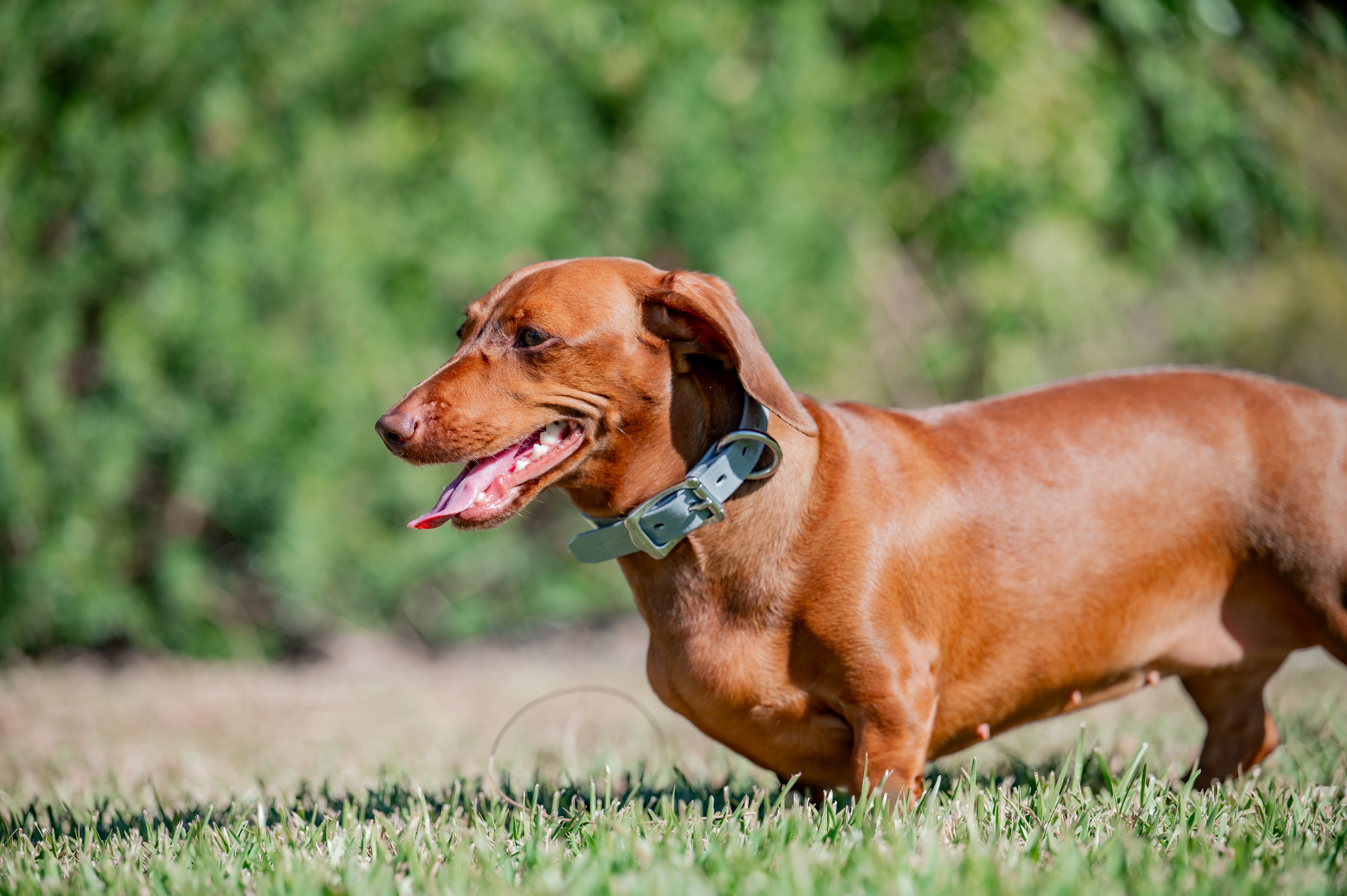 Small Dog Collars 38cm