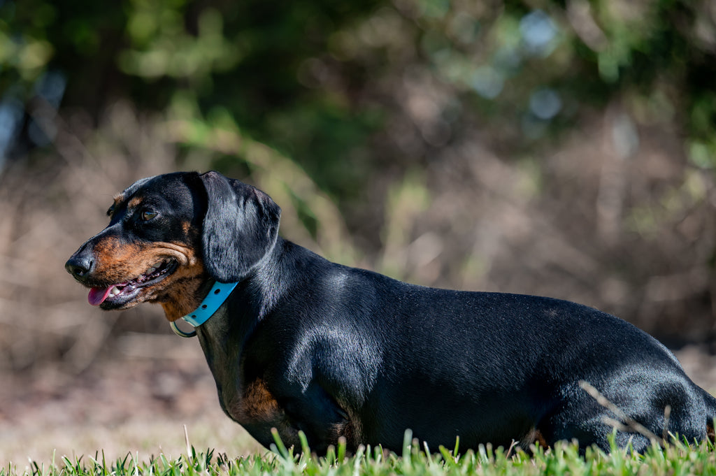 Small Dog Collars 38cm