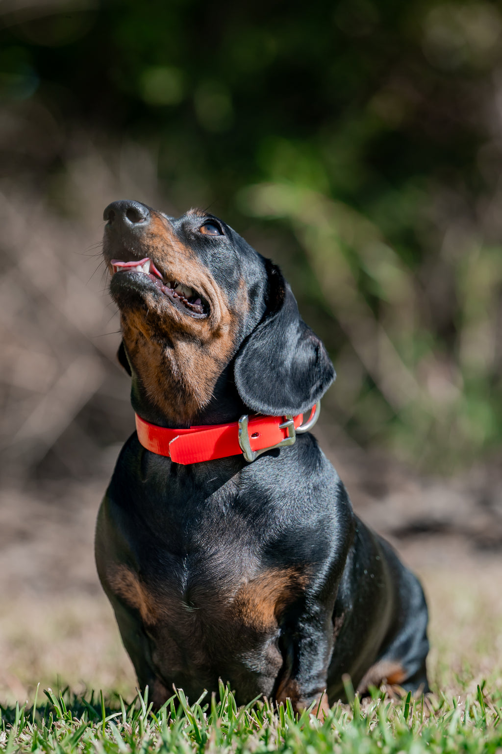 Small Dog Collars 38cm