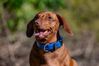 Small Dog Collars 38cm