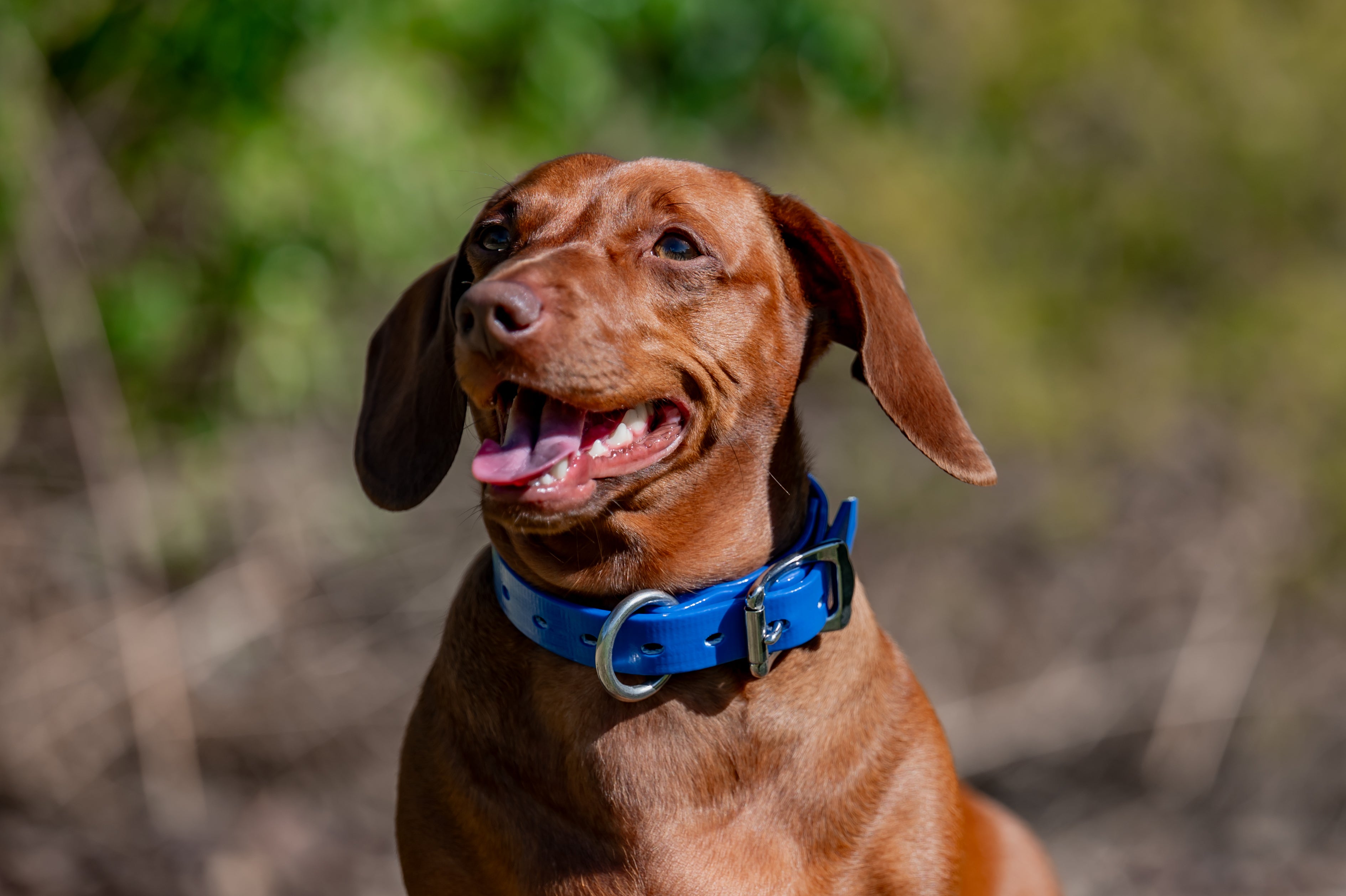 Small Dog Collars 38cm
