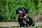 Small Dog Collars 38cm