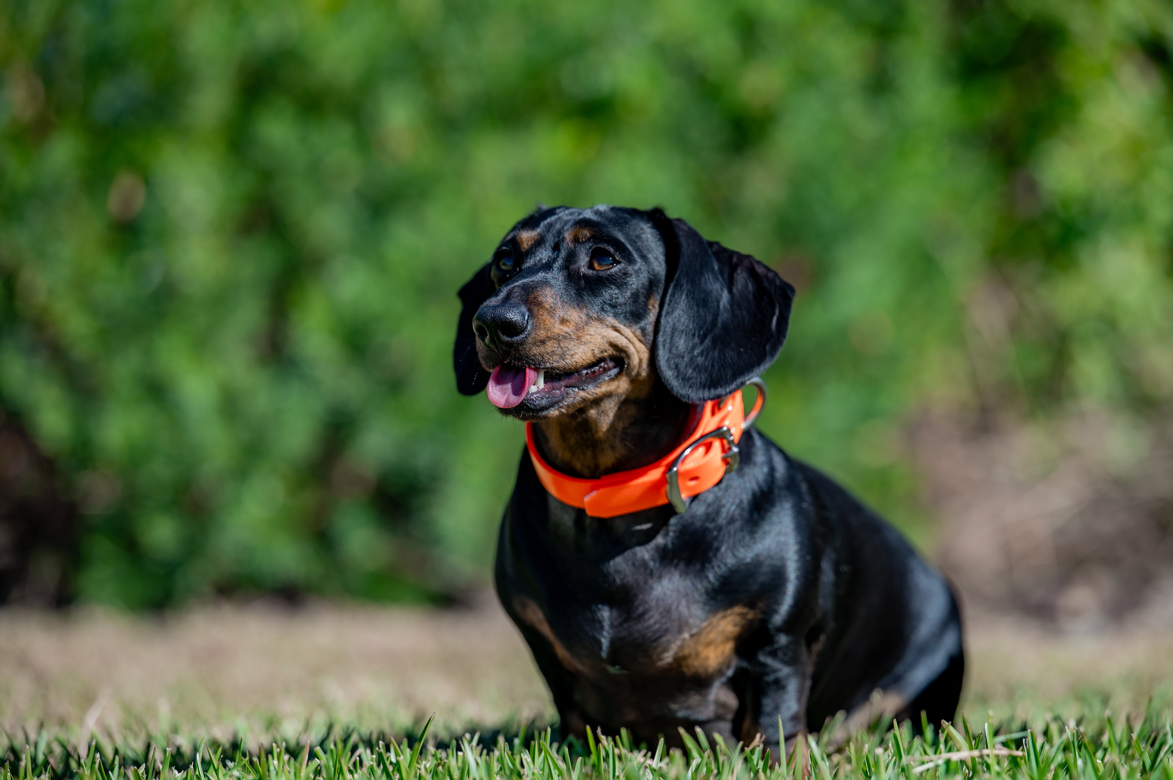 Small Dog Collars 38cm