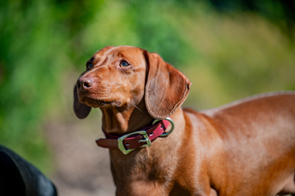 Small Dog Collars 38cm