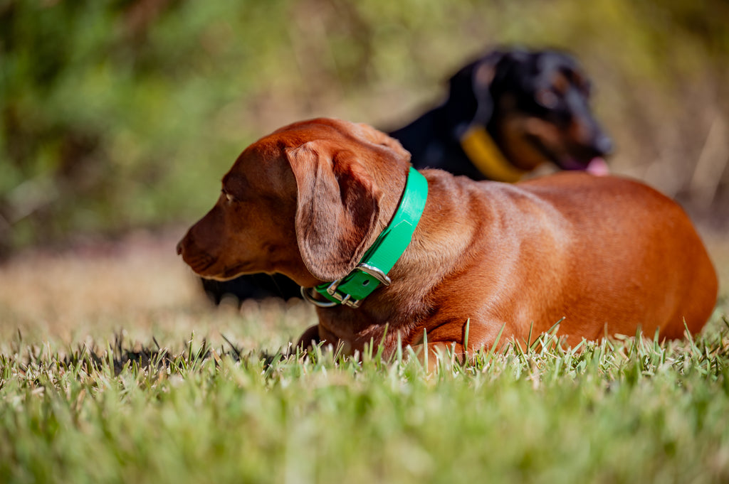 Small Dog Collars 38cm