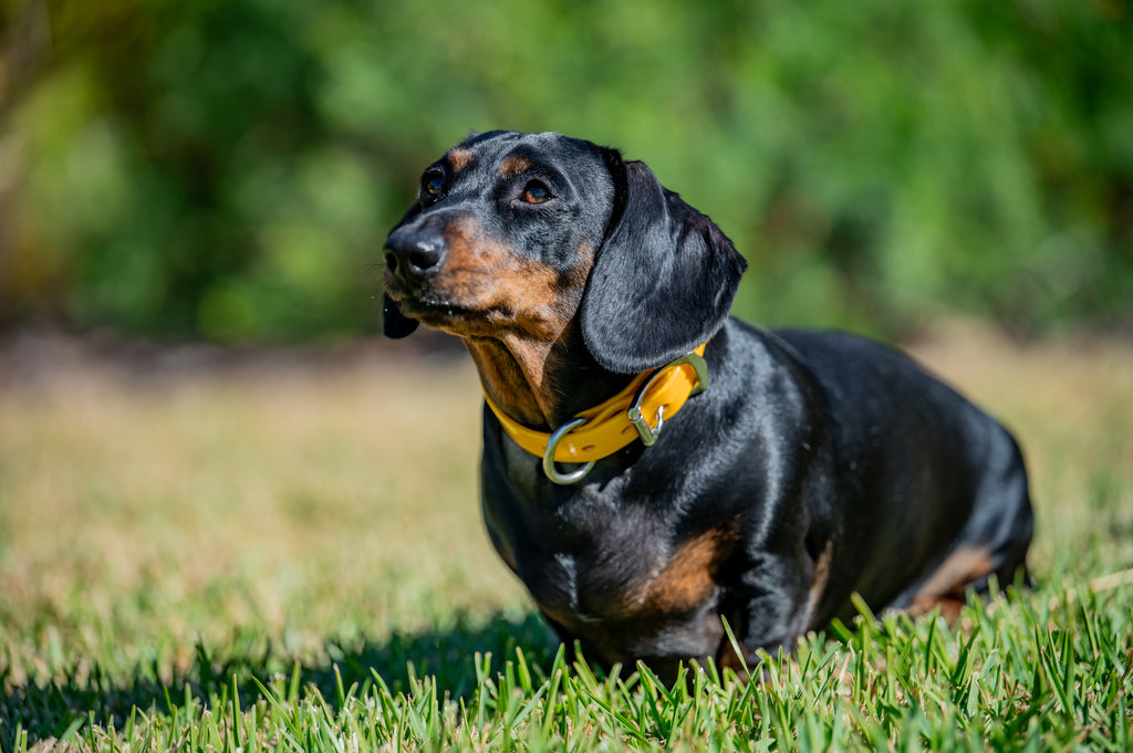 Small Dog Collars 38cm