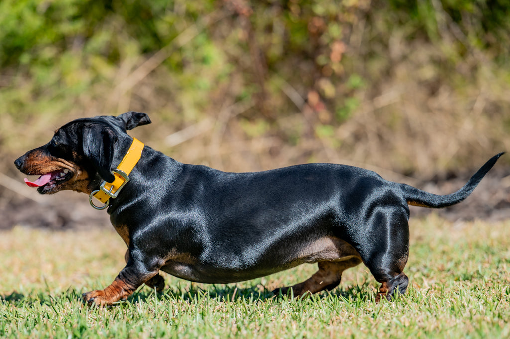 Small Dog Collars 38cm