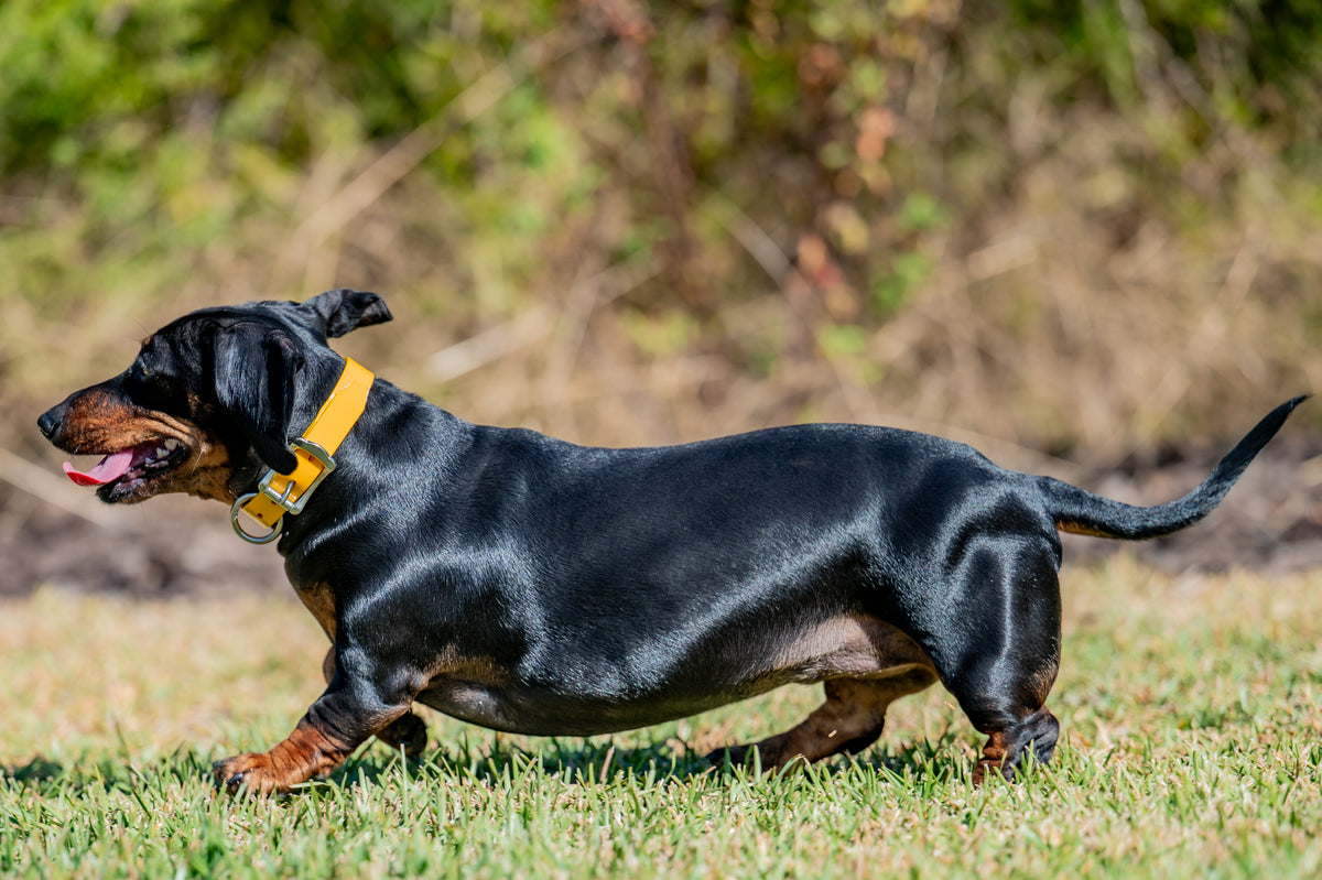 Small Dog Collars 38cm