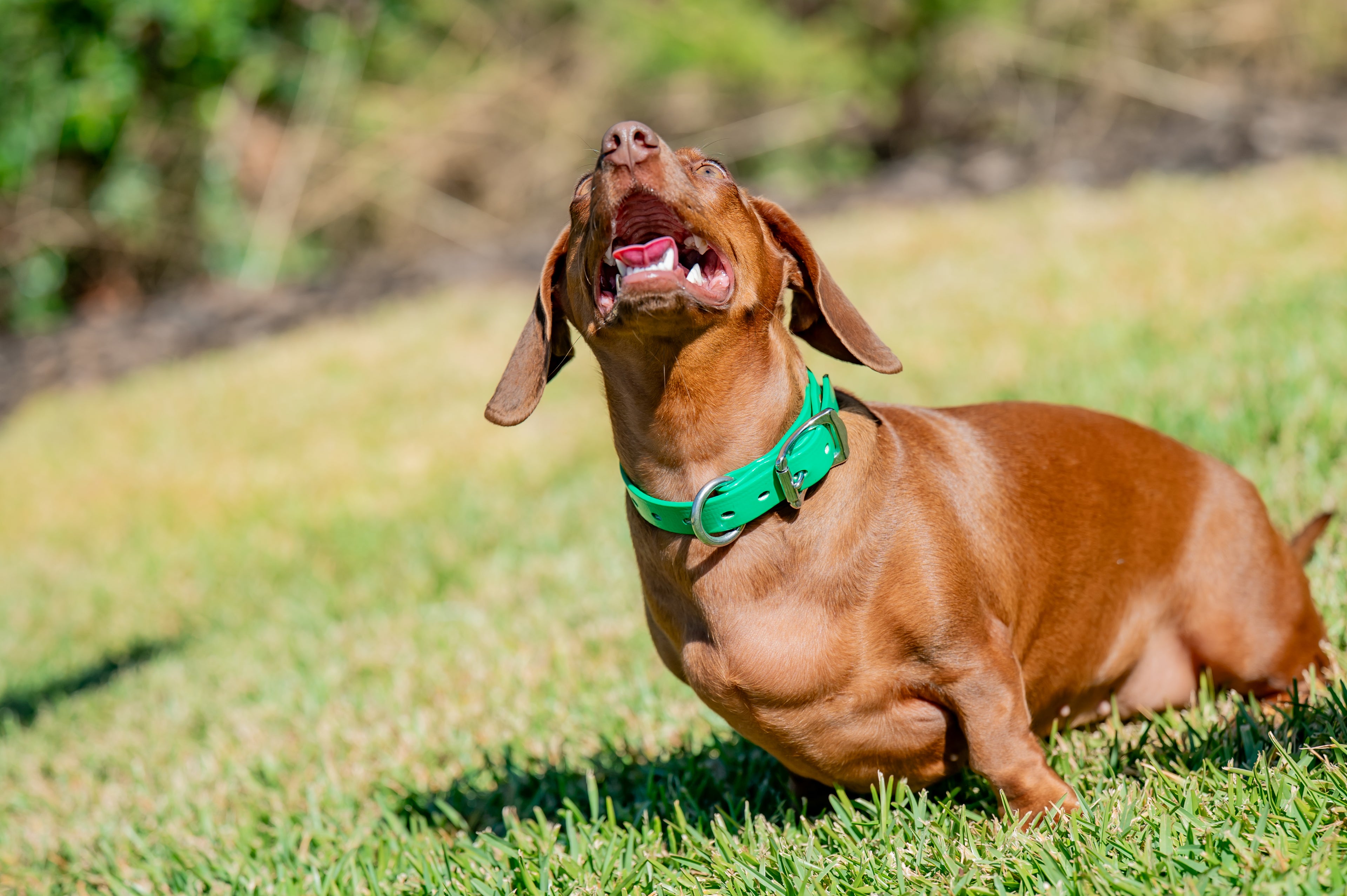 Small Dog Collars 38cm