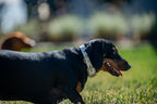 Small Dog Collars 38cm