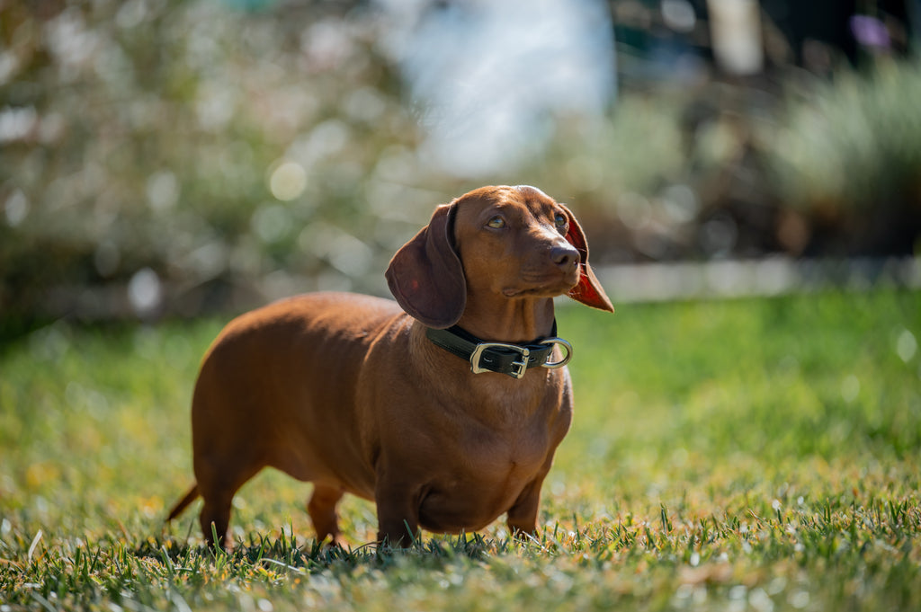 Small Dog Collars 38cm