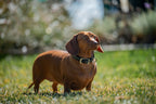 Small Dog Collars 38cm